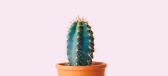 A green cactus plant